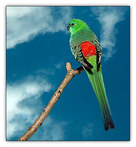 -2_Red-rumped parrot.jpg
